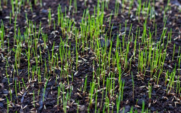 Lawn-Seeding